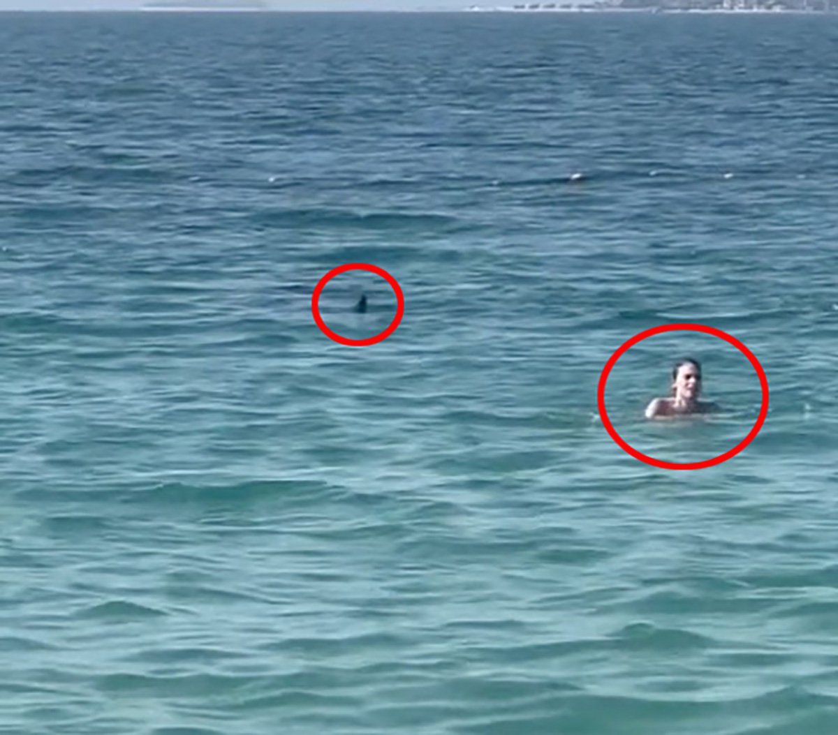 Shark stalks swimmers from just metres away in Dubai sea