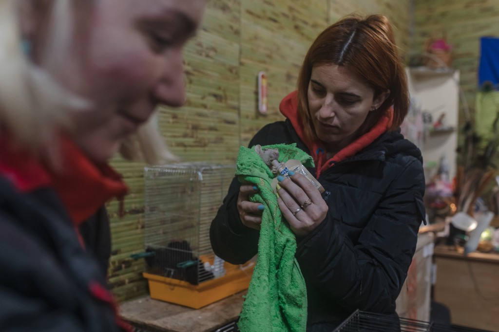 ODESA, UKRAINE - NOVEMBER 28: A LADY feeds a rat on the Odesa Zoo as way to Odessa Zoo director Igor Belyakov, more than SEVEN HUNDRED animals belonging to Ukrainian refugees have been housed and cared for in Odessa zoo for the reason that beginning of the profession. Dogs, cats, snakes, rabbits, hamsters, birds, chickens, turtles, chameleons and insects belonging to voters who've to leave the rustic for any reason and cannot take them with them, live in the zoo. Since the start of the conflict, approximately 300 folks have come to the zoo to retrieve their animals, while new families have been found for a few creatures. White lions rescued from Kharkiv Ecopark, that's among the animals which can be fearful of the sound of airstrikes, need to keep right here as the town of Kharkiv continues to be threat.</body></html>” /></div>
<p>Considering The Fact That the start of the warfare round THREE HUNDRED other folks have again and brought their pets house once more (Image: Getty) </p>
<div><img loading=
