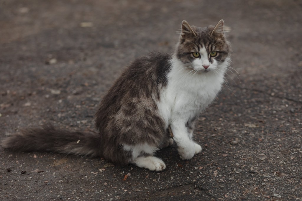 ODESA, UKRAINE - NOVEMBER 28: A cat is seen at the Odesa Zoo as thanks to Odessa Zoo director Igor Belyakov, more than 700 animals belonging to Ukrainian refugees have been housed and cared for in Odessa zoo since the beginning of the occupation. Dogs, cats, snakes, rabbits, hamsters, birds, chickens, turtles, chameleons and insects belonging to citizens who have to leave the country for any reason and cannot take them with them, live in the zoo. Since the beginning of the war, about 300 people have come to the zoo to retrieve their animals, while new families have been found for some creatures. White lions rescued from Kharkiv Ecopark, which is among the animals that are afraid of the sound of airstrikes, have to stay here as the city of Kharkiv is still danger. (Photo by Gian Marco Benedetto/Anadolu Agency via Getty Images)