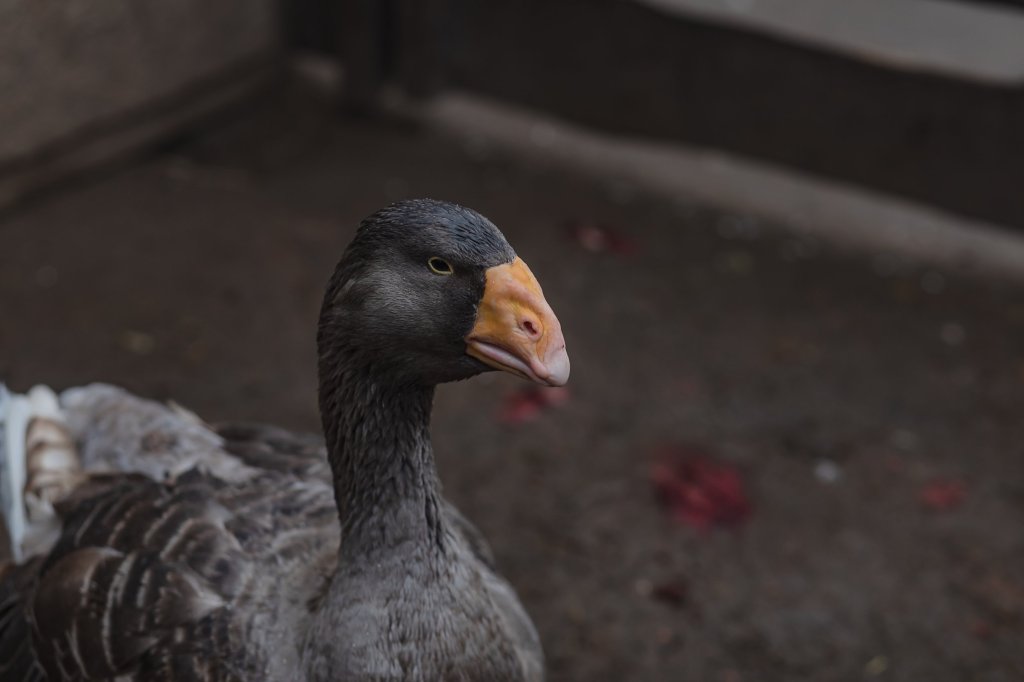 ODESA, UKRAINE - NOVEMBER 28: A goose is seen at the Odesa Zoo as thanks to Odessa Zoo director Igor Belyakov, greater than 700 animals belonging to Ukrainian refugees had been housed and cared for in Odessa zoo because the starting of the profession.</body></html>” /></div>
<p>On The Grounds That the start of the struggle, approximately 300 people have come to the zoo to retrieve their animals, while new families have been discovered for a few creatures. White lions rescued from Kharkiv Ecopark, that’s among the animals which can be afraid of the sound of airstrikes, need to keep right here because the city of Kharkiv continues to be threat. (Picture via Gian Marco Benedetto/Anadolu Company by the use of Getty Photographs)”/>Geese are among the birds left right here (Image: Getty) </p>
<div><img loading=