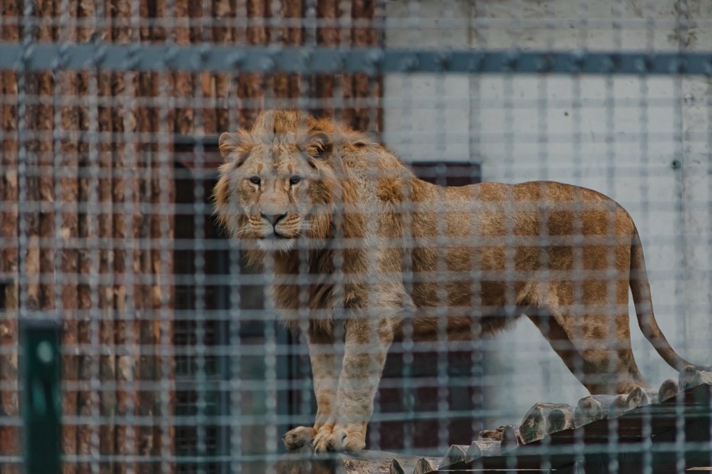 ODESA, UKRAINE - NOVEMBER 28: A lion is seen at the Odesa Zoo as thanks to Odessa Zoo director Igor Belyakov, more than 700 animals belonging to Ukrainian refugees have been housed and cared for in Odessa zoo since the beginning of the occupation in Odesa, Ukraine on November 28, 2022. Dogs, cats, snakes, rabbits, hamsters, birds, chickens, turtles, chameleons and insects belonging to citizens who have to leave the country for any reason and cannot take them with them, live in the zoo. Since the beginning of the war, about 300 people have come to the zoo to retrieve their animals, while new families have been found for some creatures. White lions rescued from Kharkiv Ecopark, which is among the animals that are afraid of the sound of airstrikes, have to stay here as the city of Kharkiv is still danger. (Photo by Gian Marco Benedetto/Anadolu Agency via Getty Images)