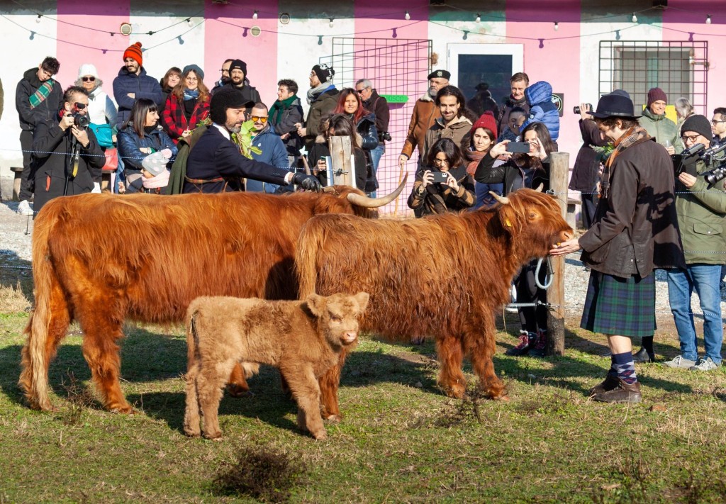 gino the highland cow