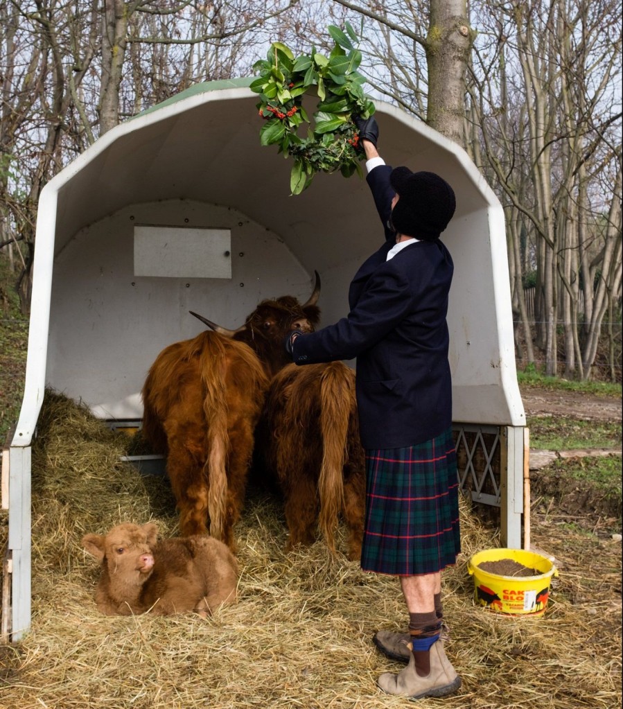 gino the highland cow