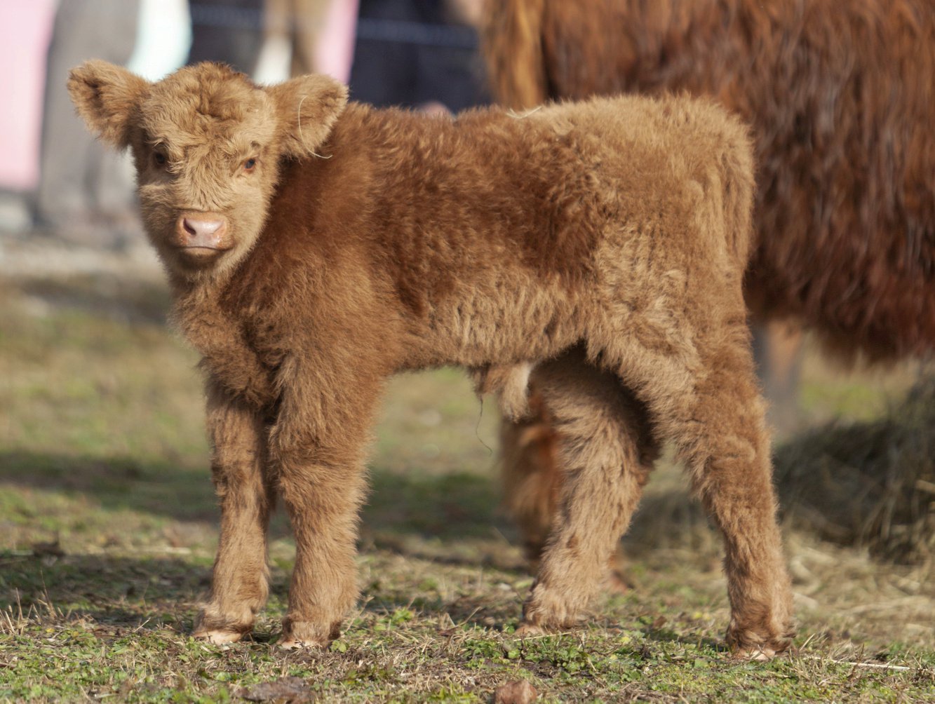 Italy marks birth of Highland cow in Turin with bagpipes and whisky tiramisu