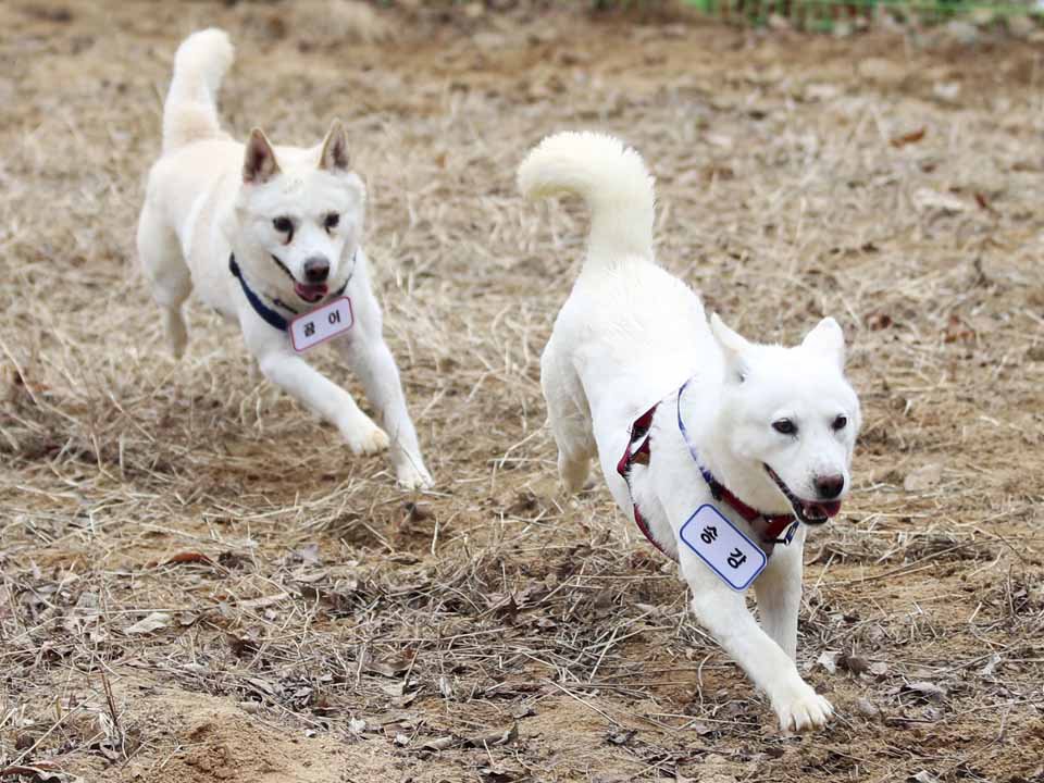 A pair of dogs, Gomi, left, and Songgang, are unveiled at a park in Gwangju, South Korea, Monday, Dec. 12, 2022. The dogs gifted by North Korean leader Kim Jong Un four years ago ended up being resettled at a zoo in South Korea following a dispute over who should finance the caring of the animals. (Chun Jung-in/Yonhap via AP)