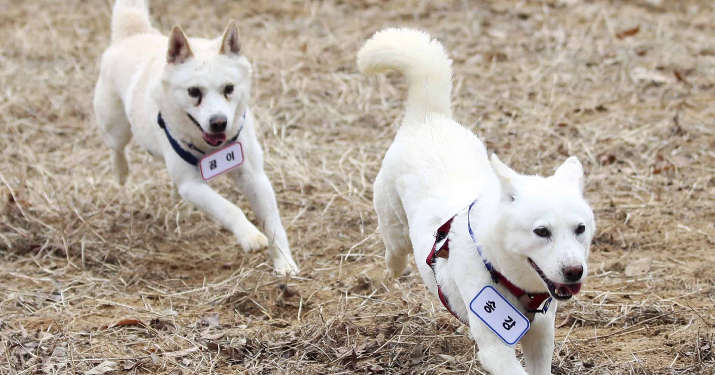 ‘Peace canines’ given to South Korea by Kim Jong Un end up in zoo