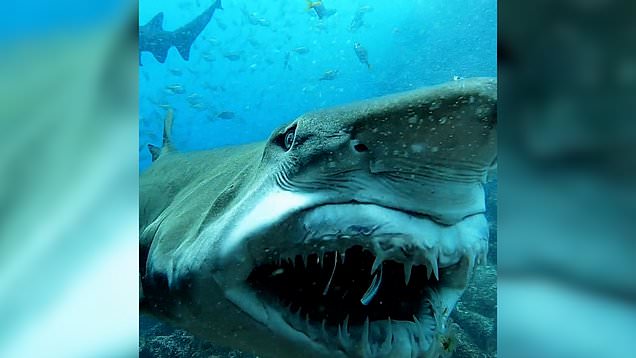 Grey Nurse Sharks are not known to be a threat to swimmers