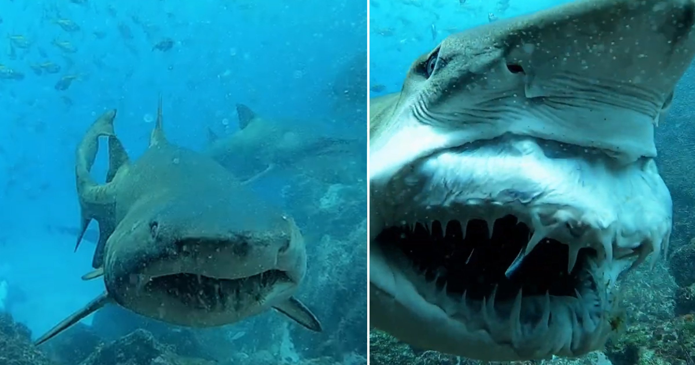 Terrifying second shark swims earlier scuba diver and bares its tooth