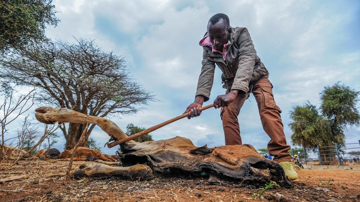 Wild animals perish as a result of drought in Kenya