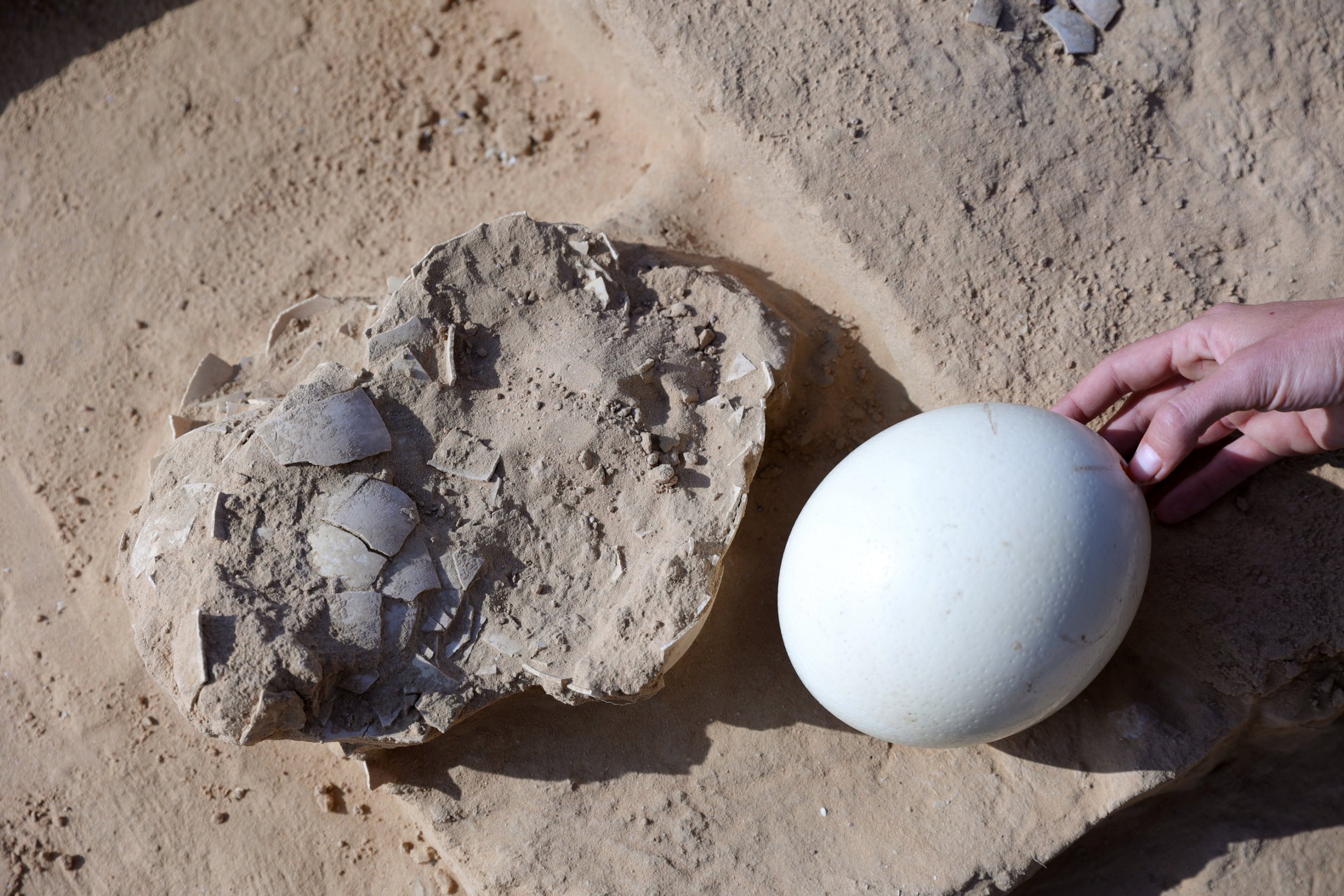 Eight 7,500-yr-antique ostrich eggs discovered buried in area they’re extinct in