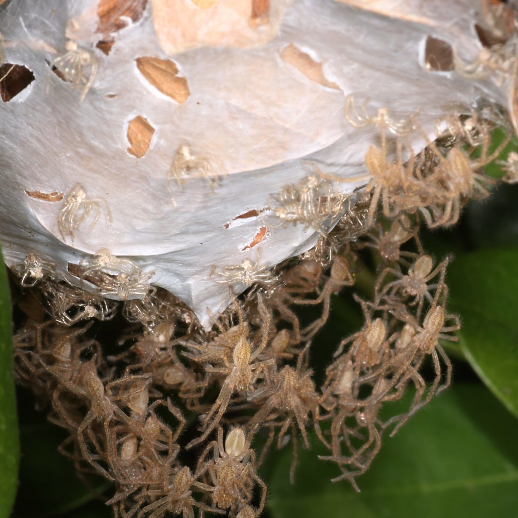 MELBOURNE, VICTORIA, AUSTRALIA Photo shows huntsman spiderlings emerging from an egg sac in South Africa. This is the stomach-churning moment a bloke discovers one of the world?s largest spiders ? and hundreds of its babies ? in the boot of his car (Credit: Derek Keats-Pen News) (Pen News ?25, ?15, ?10 online) (Contact editor@pennews.co.uk/07595759112)