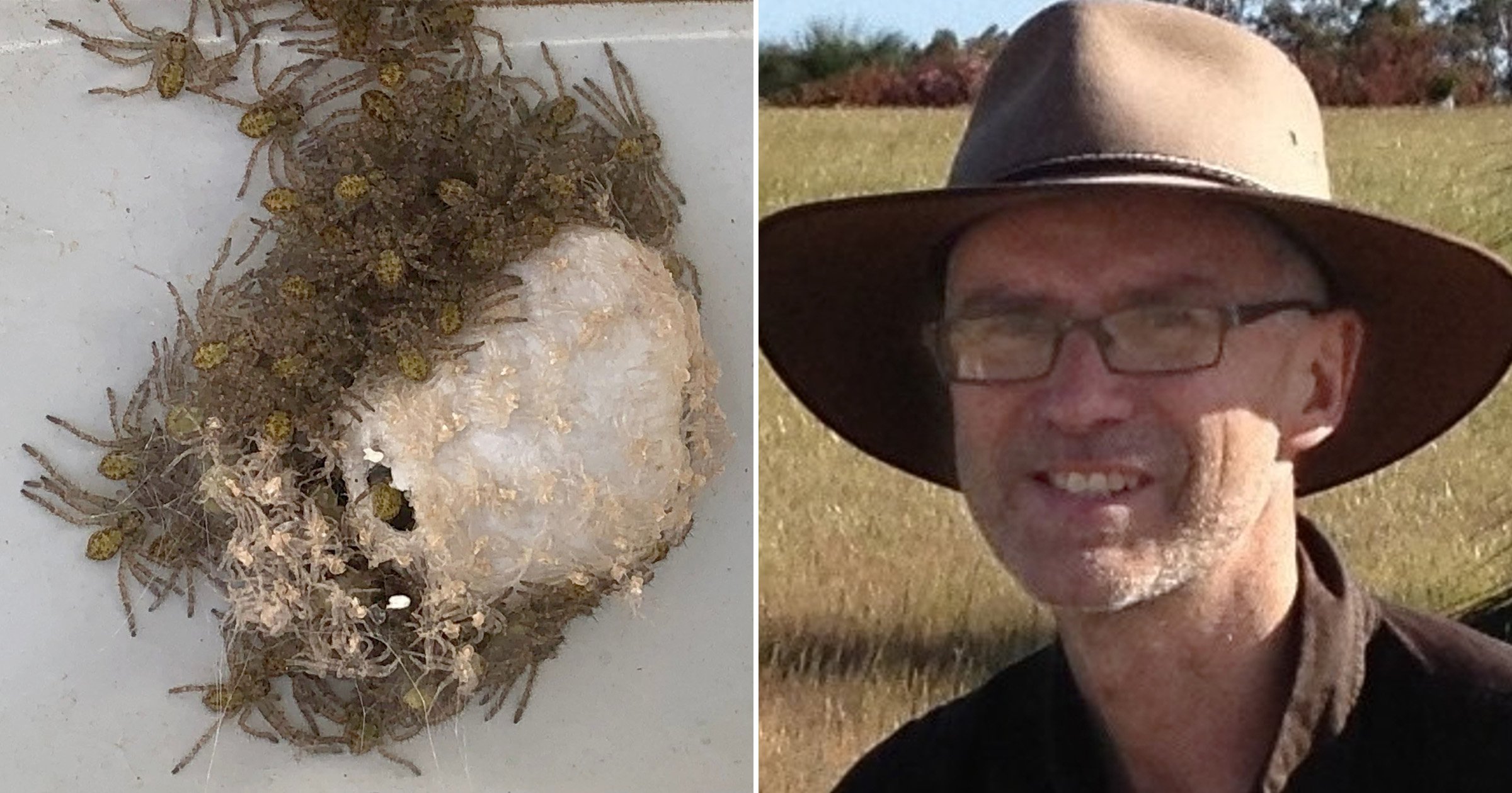 Guy opens car door to search out ‘at least ONE HUNDRED’ huge spiders hatching