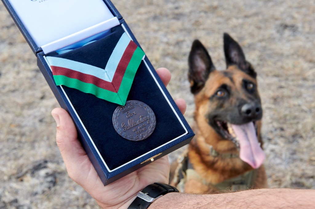 Bass the Belgian shepherd and his PDSA's Dickin Medal.