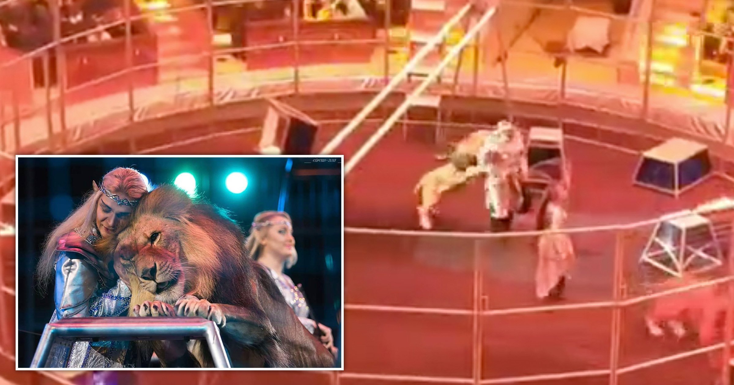 Lion tamer saves husband’s life after he is mauled all over Russian circus display