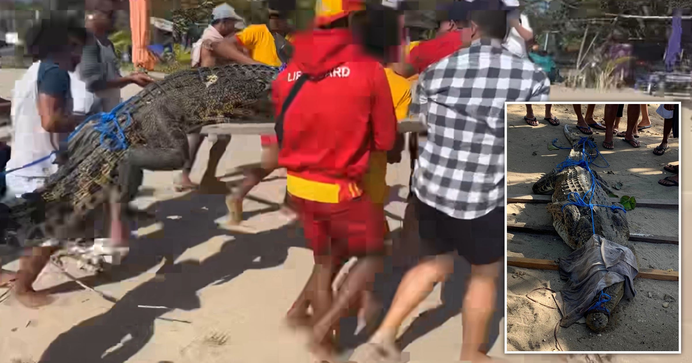 Nine foot crocodile pulled out of sea in front of holiday makers