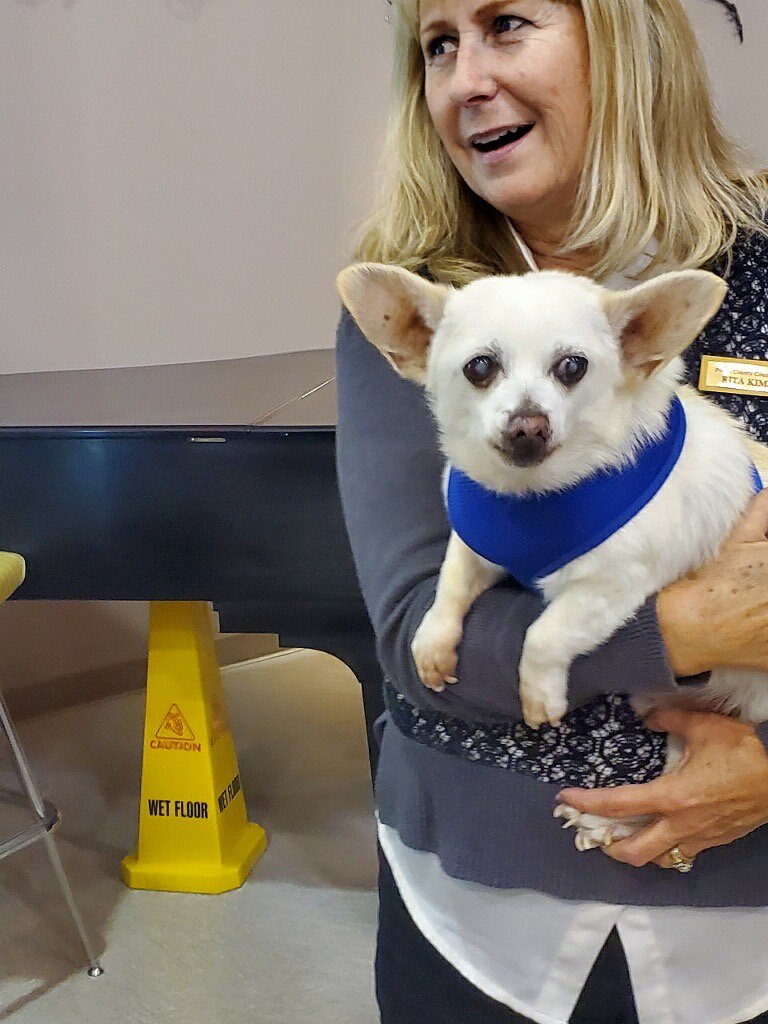 Spike with Rita. January 19, 2023 (London, UK): GUINNESS WORLD RECORDS? the global authority on record-breaking can today announce that Spike, a Chihuahua mix from Camden, Ohio, is officially the world?s oldest dog aged 23 years and 7 days old. Born in November 1999, Spike achieved the title on December 7, 2022.