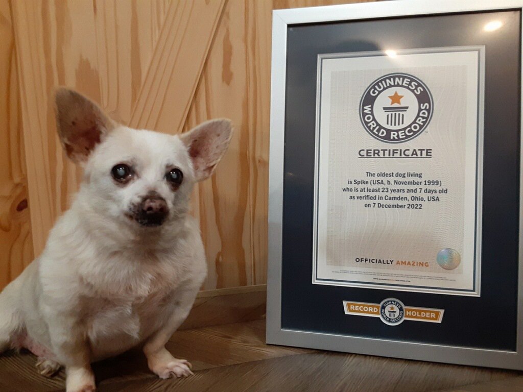 Spike the Chihuahua is formally the arena’s oldest dog elderly 23