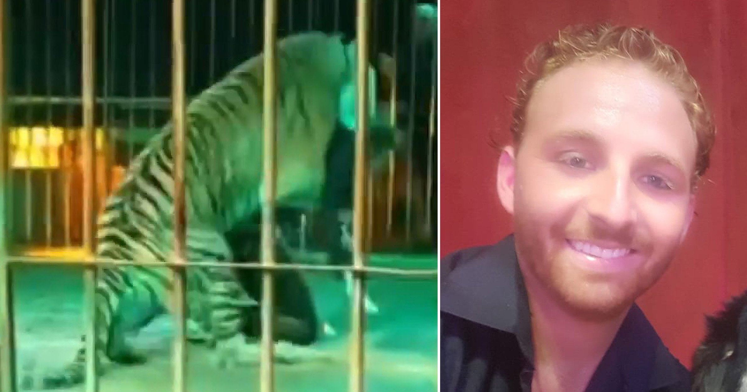 Tiger mauls big cat instructor in front of reside circus target market