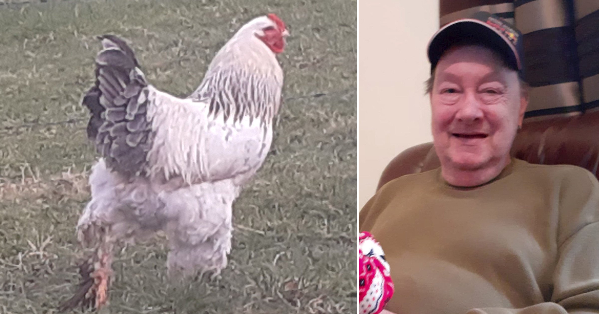 ‘Aggressive’ chicken who attacked and killed his owner pictured