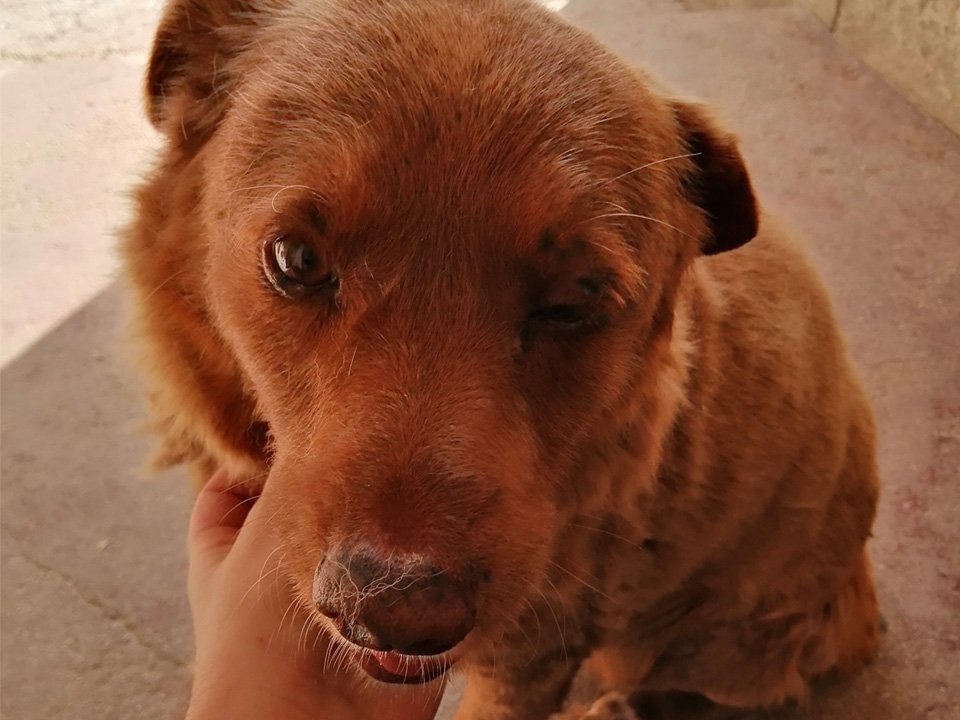 Bobi named as the oldest dog ever aged 30