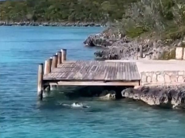 Dog challenges shark to fight and wins in front of screaming tourists