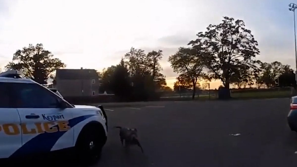 Pitbull dog attacked police in USA #1