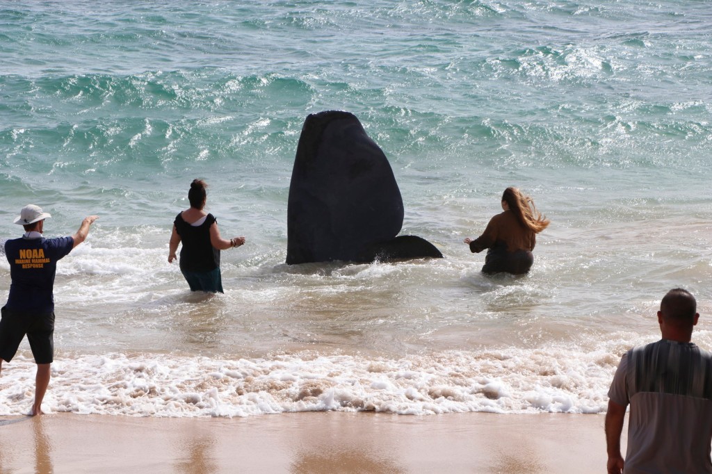 In this photo released by the Hawaii Department of Land and Natural Resources, members of the NOAA Marine Mammal Response approach a dead sperm whale at Lydgate Beach in Kauai County, Hawaii on Saturday, Jan. 28, 2023. Scientists suspect the large sperm whale that washed ashore in Hawaii over the weekend may have died from an intestinal blockage because it ate large volumes of plastic, fishing nets, and other marine debris. (Daniel Dennison/Hawaii Department of Land and Natural Resources via AP)