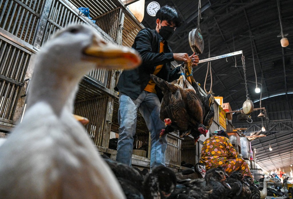 A worker weighs chickens at a market in Phnom Penh on February 24, 2023. - The father of an 11-year-old Cambodian girl who died earlier in the week from bird flu tested positive for the virus, health officials said. (Photo by TANG CHHIN Sothy / AFP) (Photo by TANG CHHIN SOTHY/AFP via Getty Images)