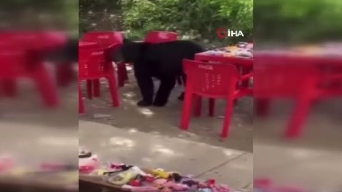 Meksika'da kampüse giren bir ayı, öğrencinin çantasını çaldı