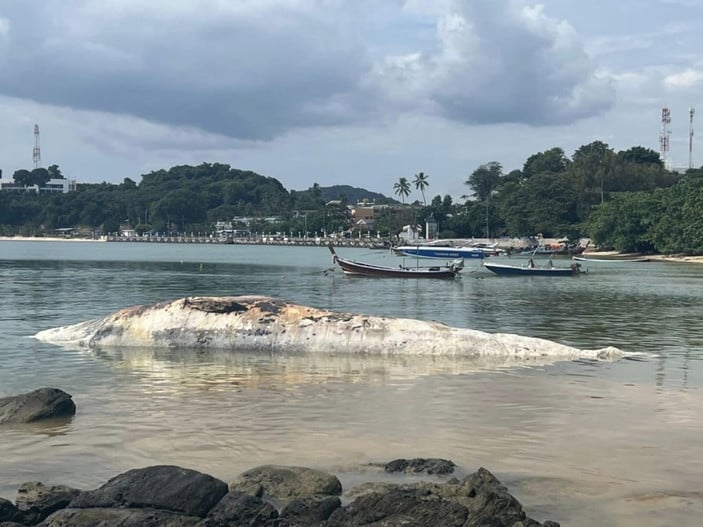 Tayland’da ölü balina kıyıya vurdu